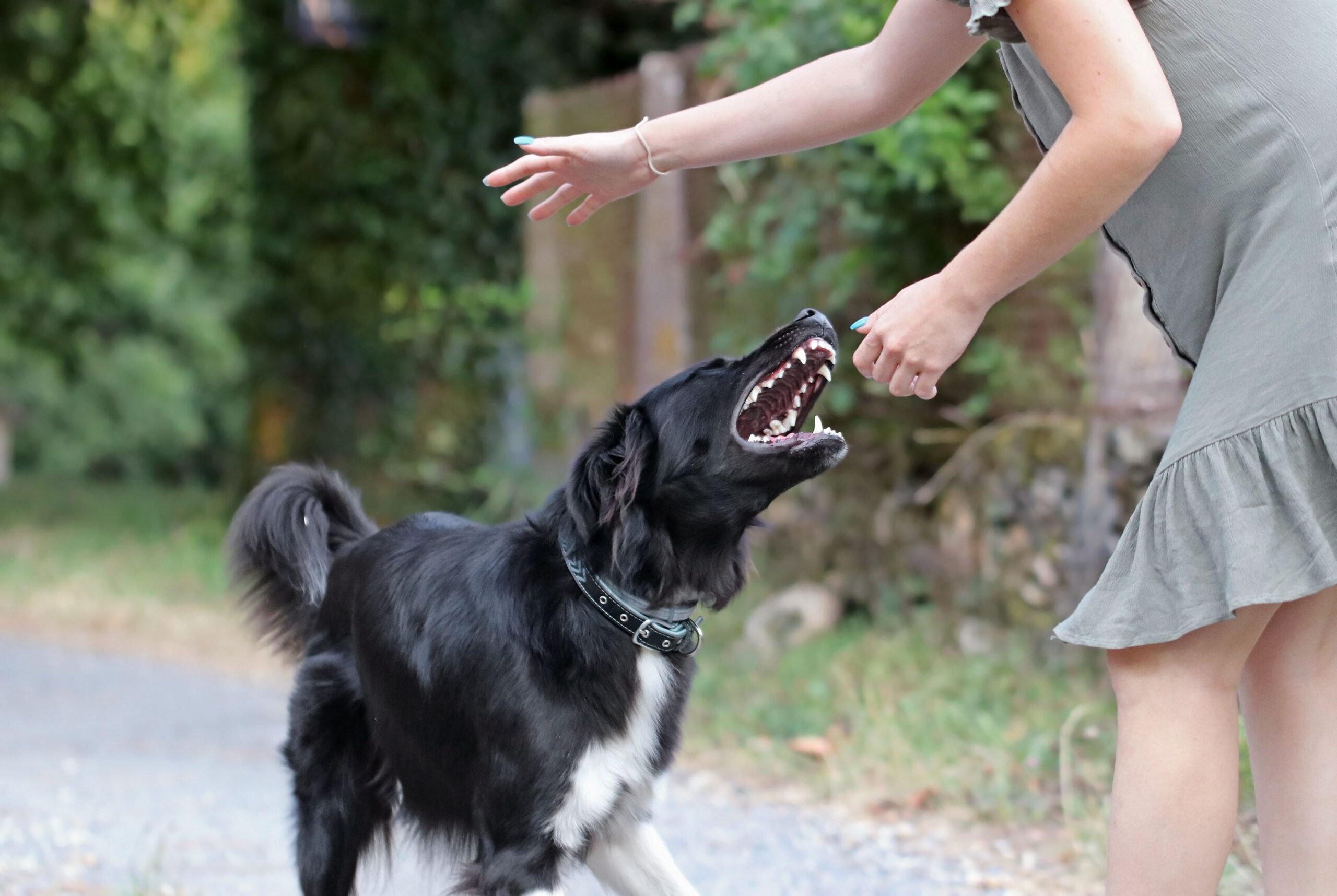 Expert Wisconsin Animal <br />Bites & Attacks